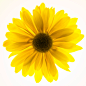 自然,影棚拍摄,黄色,花,头状花序_163445269_Close up of yellow sunflower on white background, studio shot_创意图片_Getty Images China