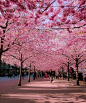 去德国看最美的樱花-意大利LINSTAR旅游公司