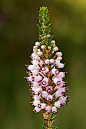 Erica vagans 漂泊欧石楠