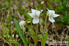 十四公主~采集到堇菜