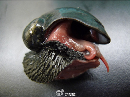 这个世界上竟然有一种蜗牛叫铁鳞蜗牛，因为...