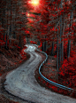 Red Forest Autumn, Spain