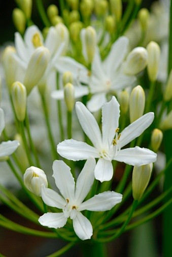 Agapanthus ‘White Ic...