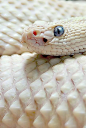 Albino Snake.