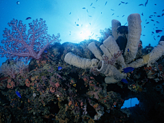 追梦踏浪采集到生物