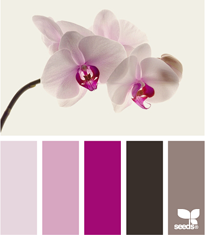 orchid tones