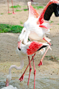 Flamingos Mating