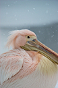 Pink Snow Pelican