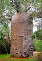 your-maj3sty:

Teapot Baobab takes the form of bottle and also looks like teapot, which is why its name has teapot in it. This tree and the trees similar like this are located in Ifaty, Madagascar.The famed Teapot Baobab is around 1200 years old and has t