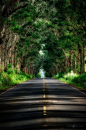 kauai's tunnel of trees