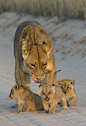Lion and cubs