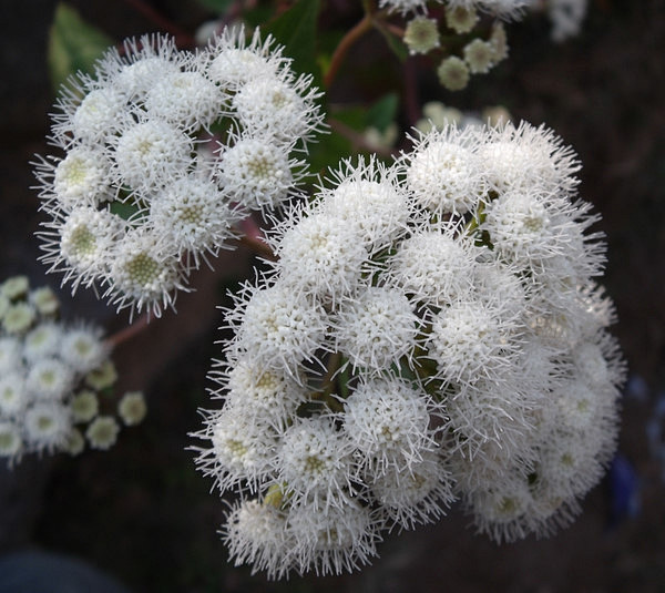 菊科 霍香蓟属。 霍香蓟 别名 白花草、...