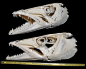 各种鱼类的头骨，可以算是动物界里拥有最复杂头骨结构的“外星人”了 ​​​​