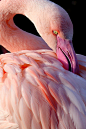 Flamingo by *s-kmp