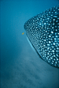 巨大的,巨大的,广角,水下,野外动物_141849404_Whale Shark (Rhincodon typus) and Juvenile Golden Trevally (Gnathanodon speciosus), Ningaloo Reef, West Australia, Indian Ocean_创意图片_Getty Images China