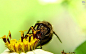 小蜜蜂
雄蜂通常寿命不长，不采花粉，亦不负责喂养幼蜂。工蜂负责所有筑巢及贮存食物的工作，而且通常有特殊的结构组织以便于携带花粉。大部分蜜蜂采多种花的花粉，不过，有些蜂只采某些科的花的花粉，有的只采某种颜色花的花粉，还有一些蜂只采一些有亲缘关系的花粉。蜜蜂的口部是花粉采集和携带的器具，似乎能适应各种不同种类的花。蜜蜂会发出声音，这是因为它有发声器官，这个发声器官位于蜜蜂腹部的两个极其小的黑色圆点。