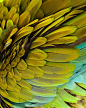 macaw feathers