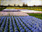 George Hitchcock - Holland, Hyacinth Garden | Flickr - Photo Sharing!