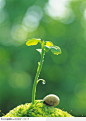 【知识星球：地产重案】绿芽生命-发芽的银杏树种子