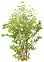 png绿色植物树叶树木
  更多高品质优质采集-->>@大洋视觉