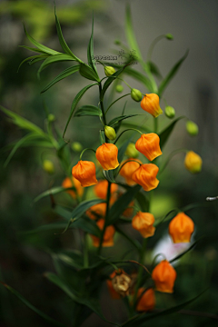 --au--采集到花卉植物