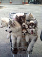 Cart full of dogs - Writewish: 