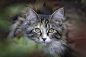animal-blur-blurred-background-cat-d0448c8330201779f878506a46ca1d54.jpg (2592×1728)