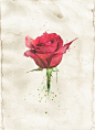 Watercolor Rose : Watercolor rose on paper.
