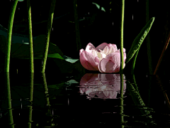 花瓣--雨采集到动态植物  风景 花朵 闪图闪字 .........