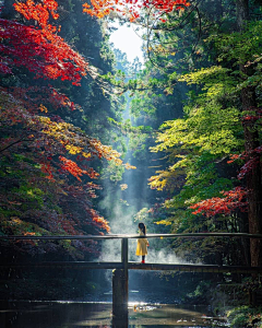 苏小鹿采集到站在，桥上看风景