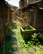 Alley Of Tokyo Old Town, Akihiko Kamiya : my personal work 2018