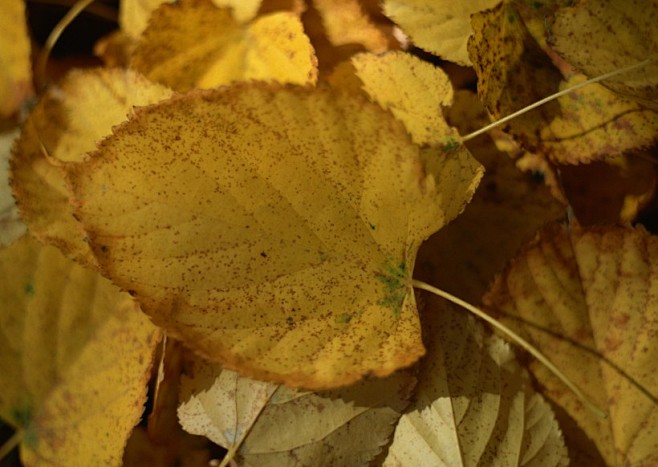 秋季落叶背景图片