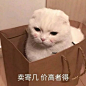 可爱猫咪表情包 ​​​​