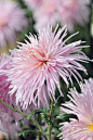 Chrysanthemum of the Nikitsky Botanical Gardens: 