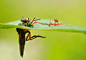 25张昆虫微距摄影欣赏 - 素材中国16素材网