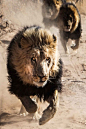 wolverxne:

Running Lions II, Africa | (by: Fabian Gieske)