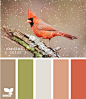 cardinal color