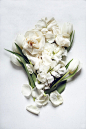 白色 花朵