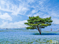 蓝色的海洋：日本日立海滨公园粉蝶花