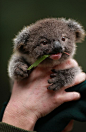 Archer the baby koala being nursed back to health.