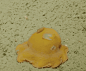 一位潜水员在水下拍摄到的一只小飞象章鱼