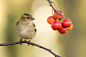 A small bird perched on a tree branch and looking at a bunch of red berries