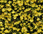 Textures   -   NATURE ELEMENTS   -   VEGETATION   -  Hedges - Hedge in bloomn texture seamless 13086