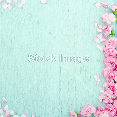 蓝色木制背景与粉色的花#鲜花# #花束#...