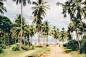 Beach, palm, forest and tree HD photo by Milo Miloezger (@miloezger) on Unsplash : Download this photo in Brazil by Milo Miloezger (@miloezger)