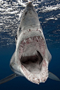 Mako Shark by Australian photographer Sam Cahir.