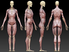 傲侠珞采集到骨骼肌肉分析