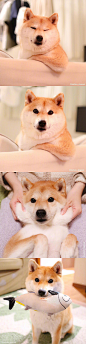 柴犬 Daifuku 萌萌的日常 ins：daifuku_channel ​​​​