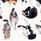 形态各异的猫 
作者：海島千本