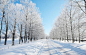 摄影森林冬季的雪景 创意素材